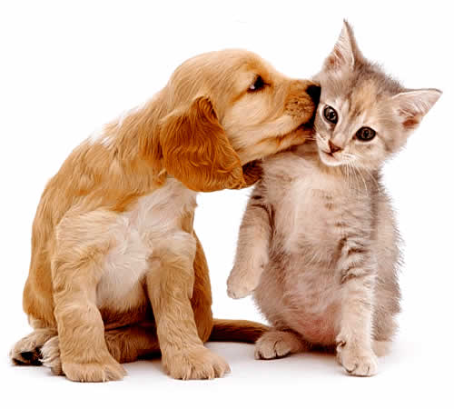 Um cachorro e um gatinho lado a lado